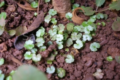 Hydrocotyle sibthorpioides